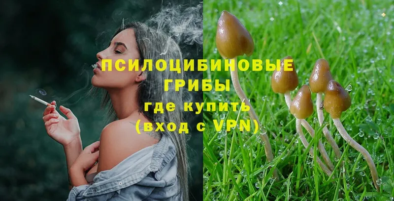 Псилоцибиновые грибы Psilocybe  Фокино 